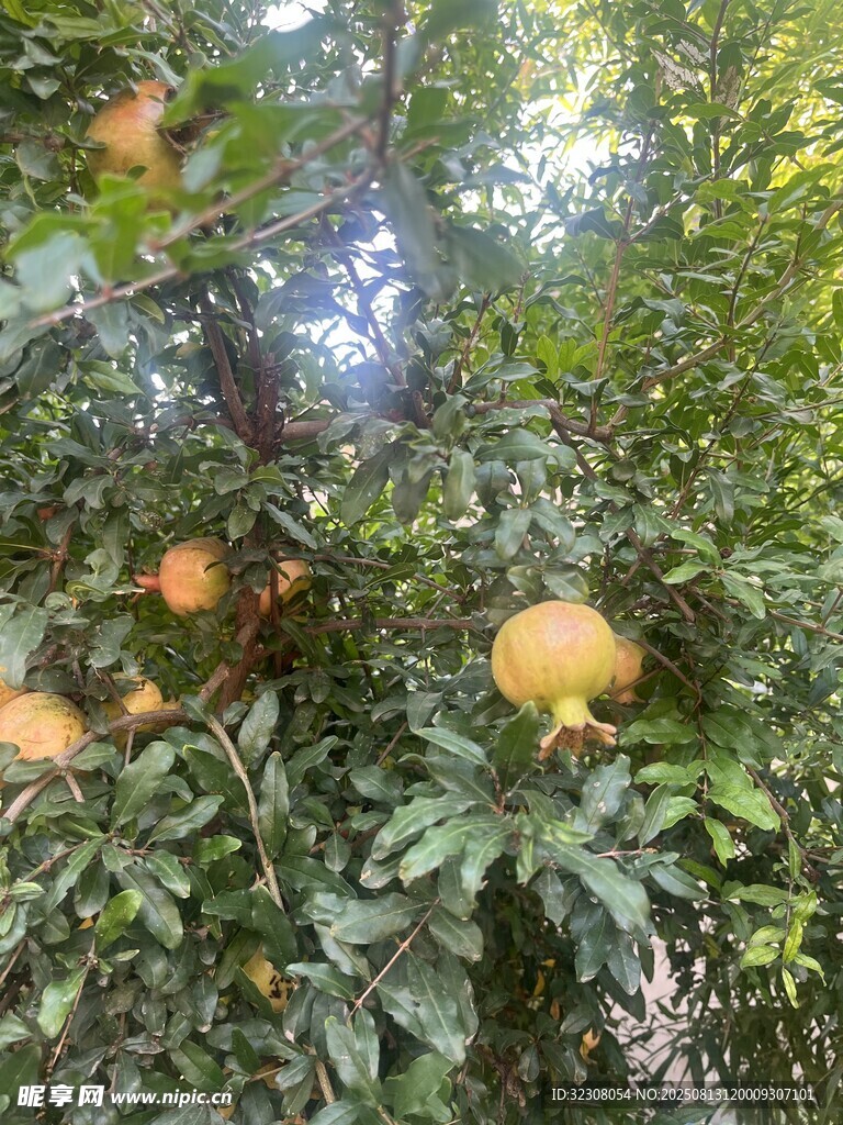 樹上掛滿成熟的大石榴