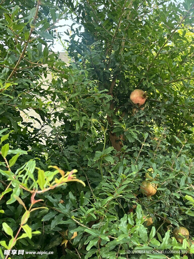 繁茂枝葉間的成熟石榴