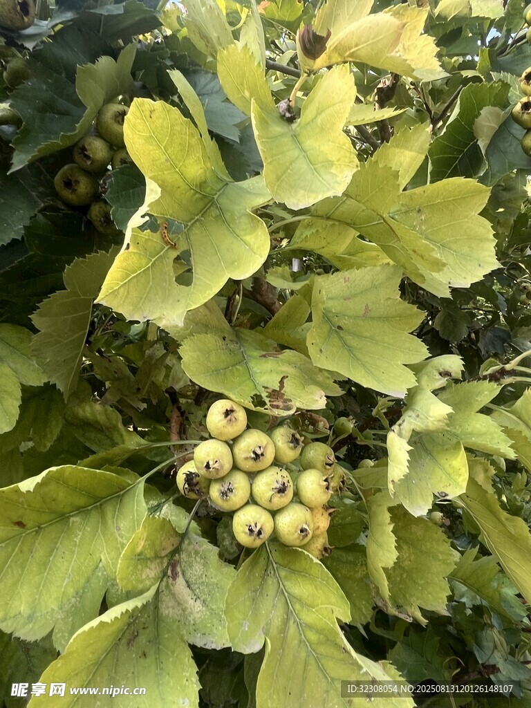 綠葉叢中的青果