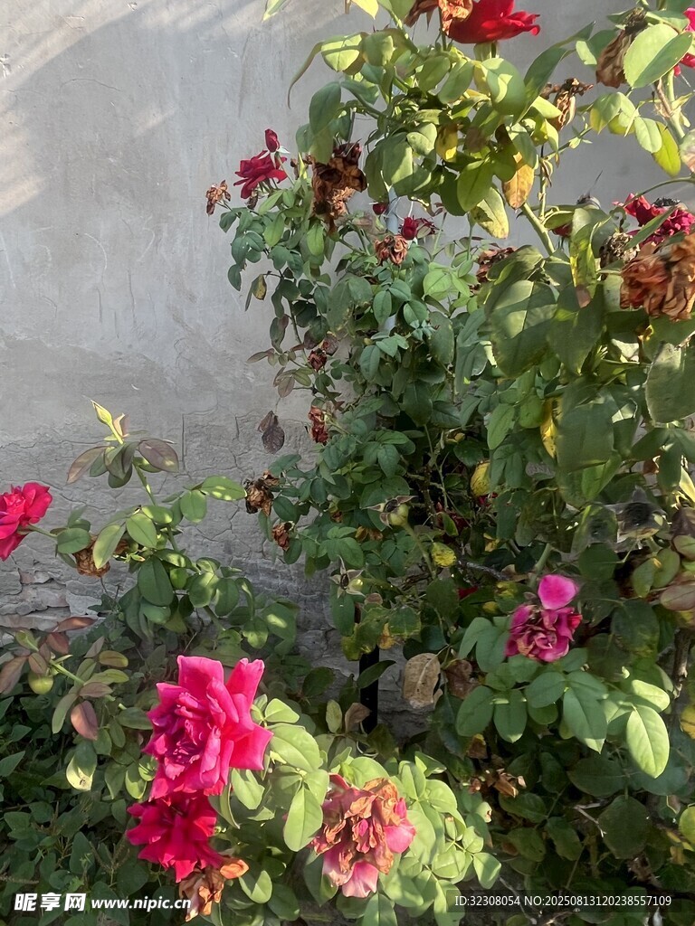 嬌艷綻放的多彩玫瑰花叢