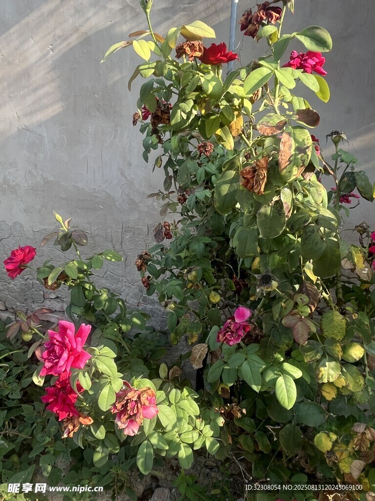 墻邊綻放的艷麗月季花