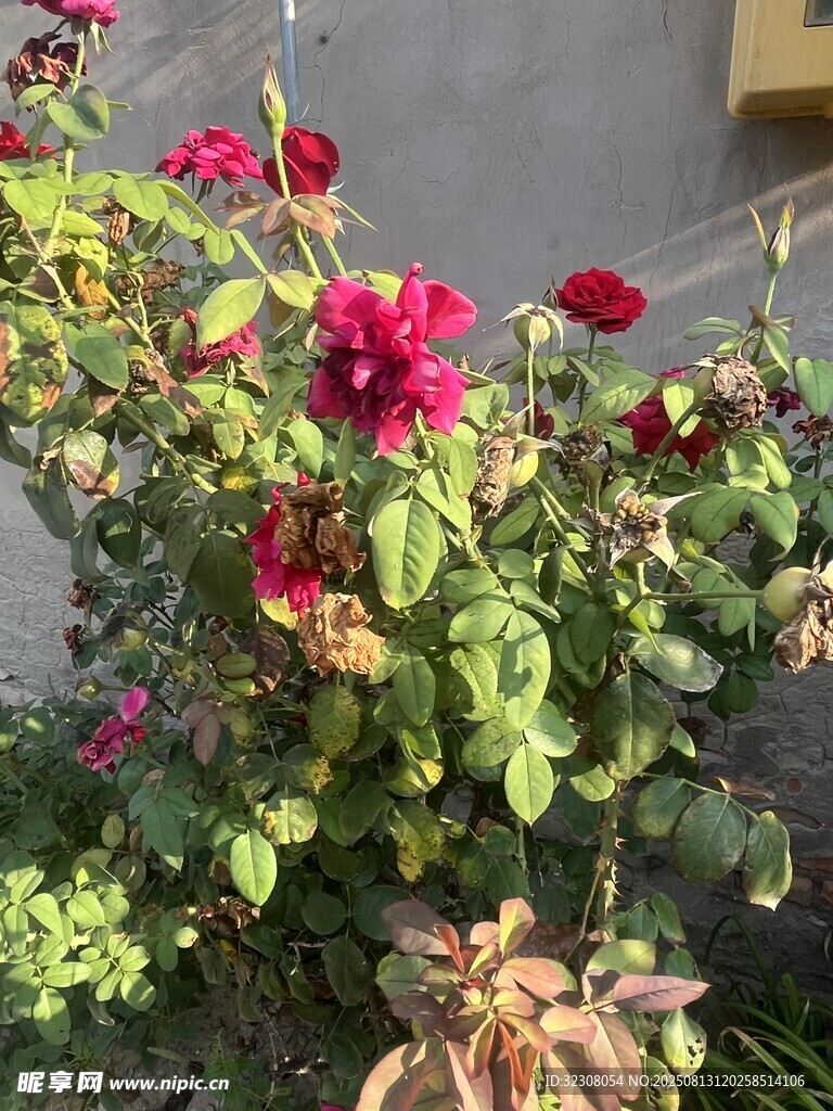 艷麗綻放的多彩花卉