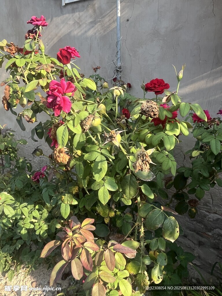 墻邊綻放的鮮艷月季花