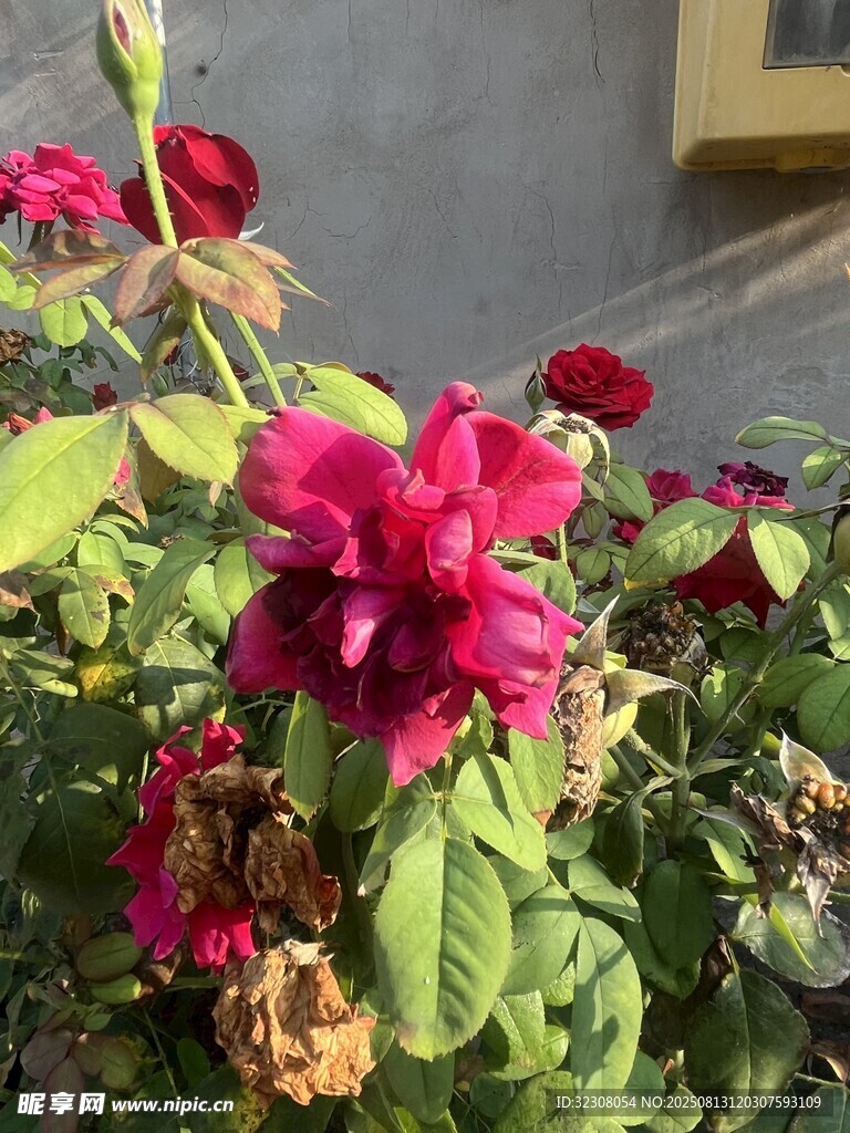 嬌艷綻放的紅色月季花