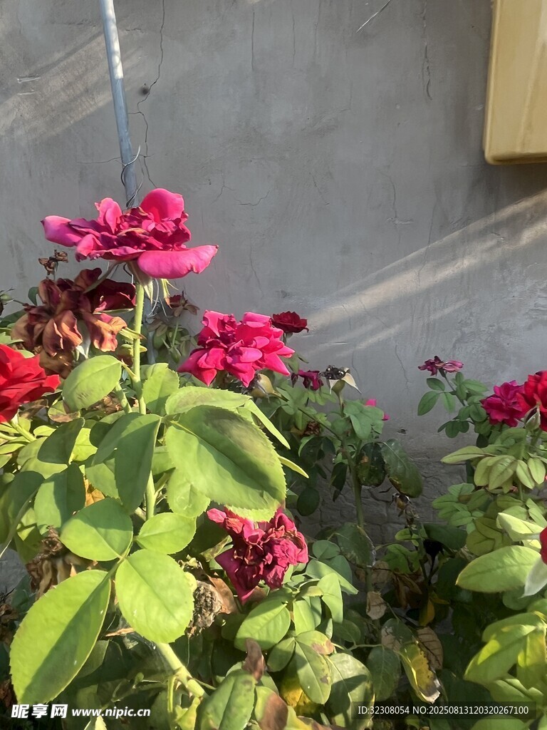 嬌艷綻放的多彩花卉