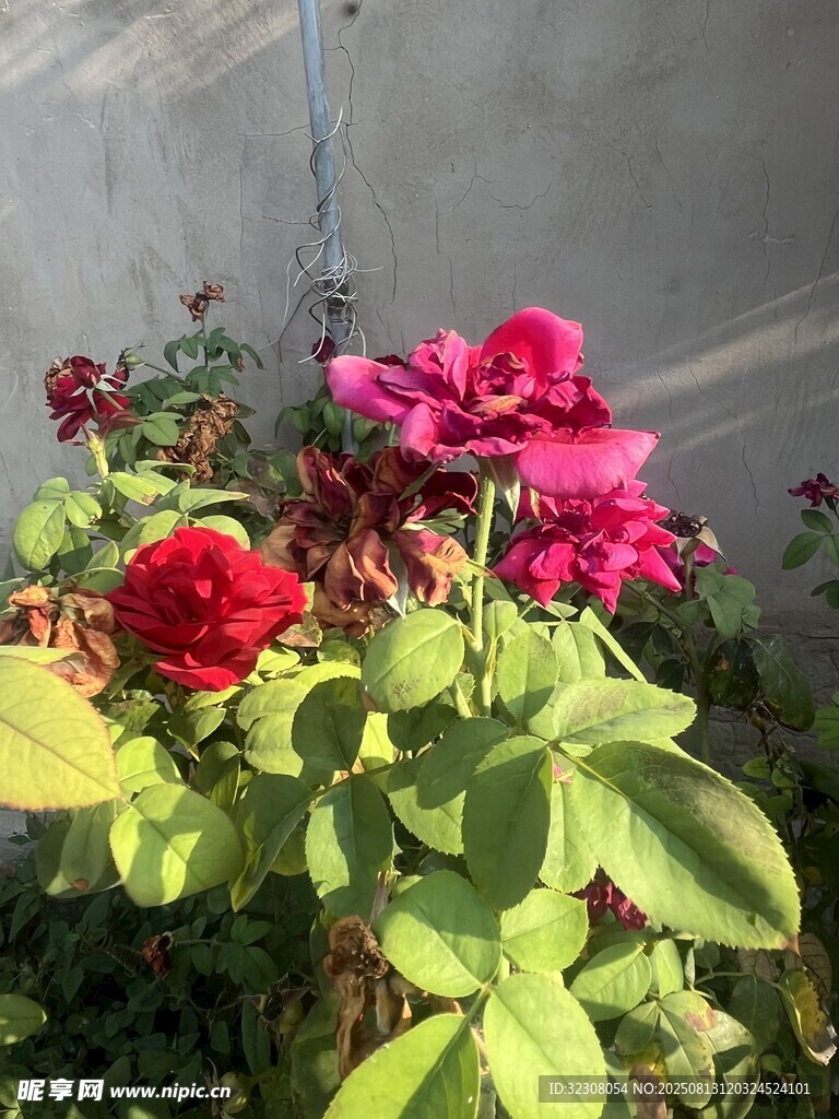 嬌艷綻放的多彩月季花
