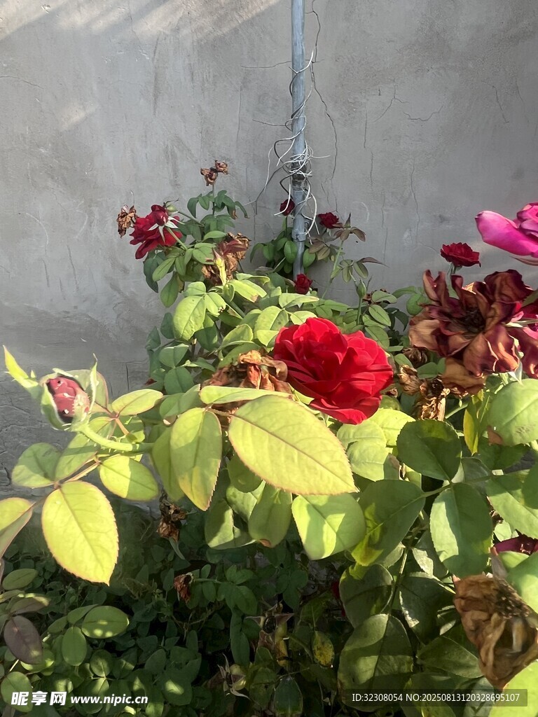 嬌艷綻放的多彩月季花