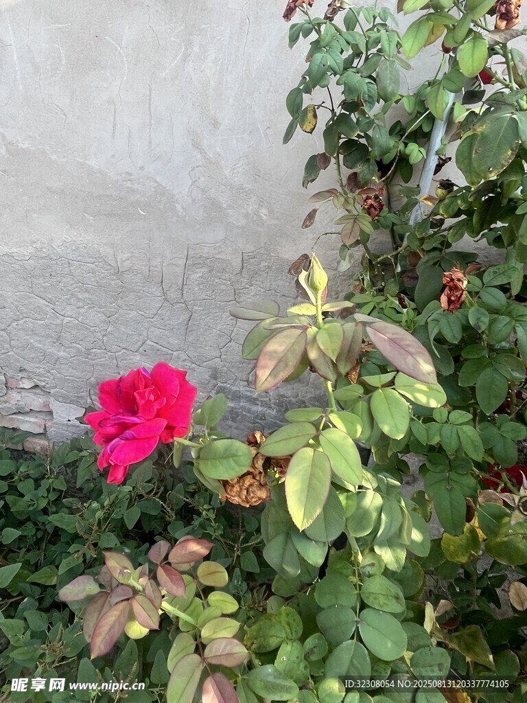 墻邊綻放的艷麗紅花朵