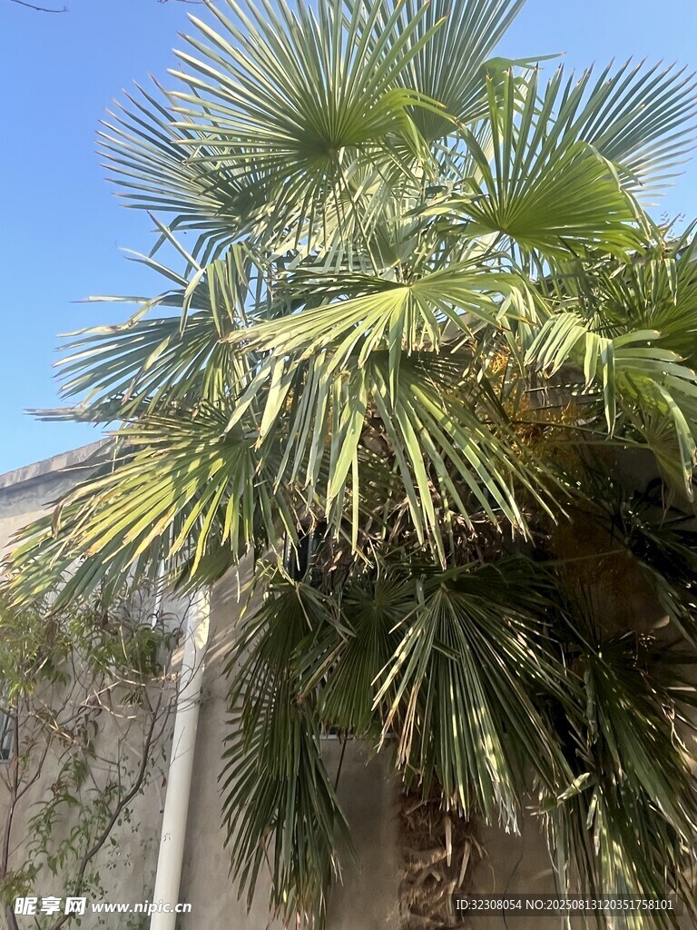 高大棕櫚樹 