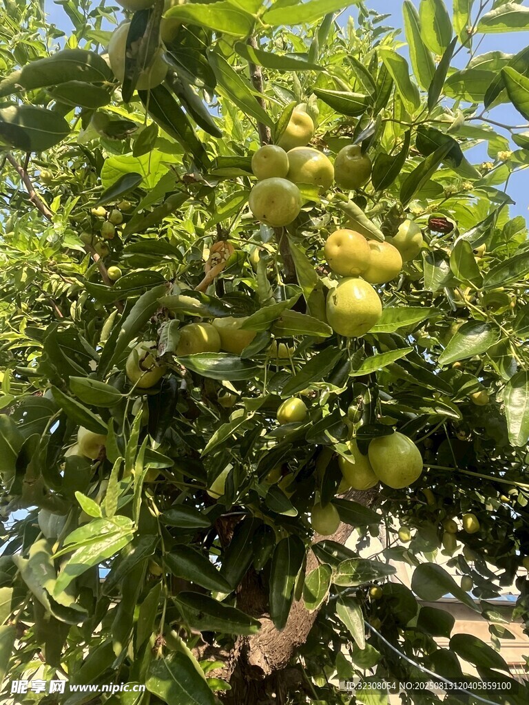 枝頭碩果累累的果樹(shù)