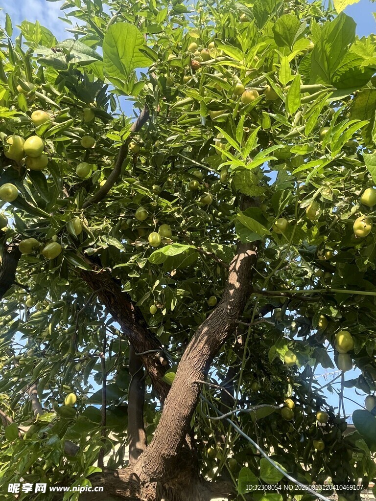 枝頭果實累累的繁茂樹木