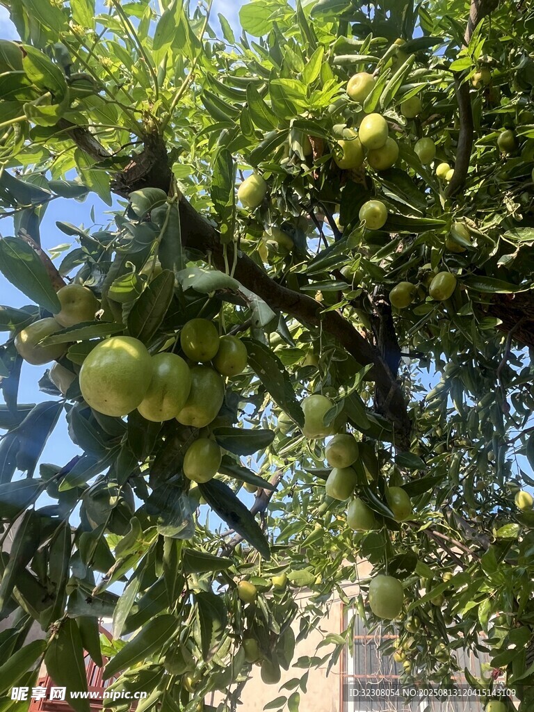 樹上的青果