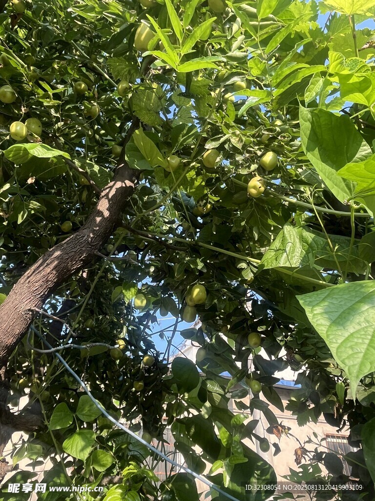 枝頭碩果累累的繁茂果樹(shù)