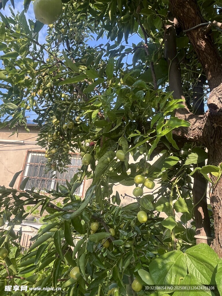 綠葉繁茂的樹(shù)木景象