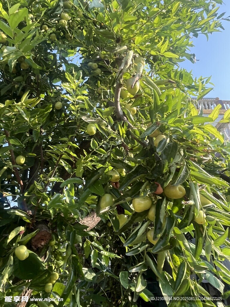 綠葉繁茂的樹木景觀