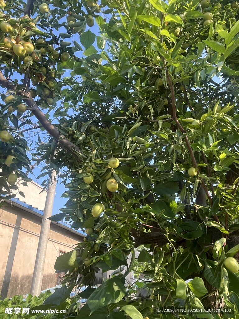 綠葉繁茂的果樹
