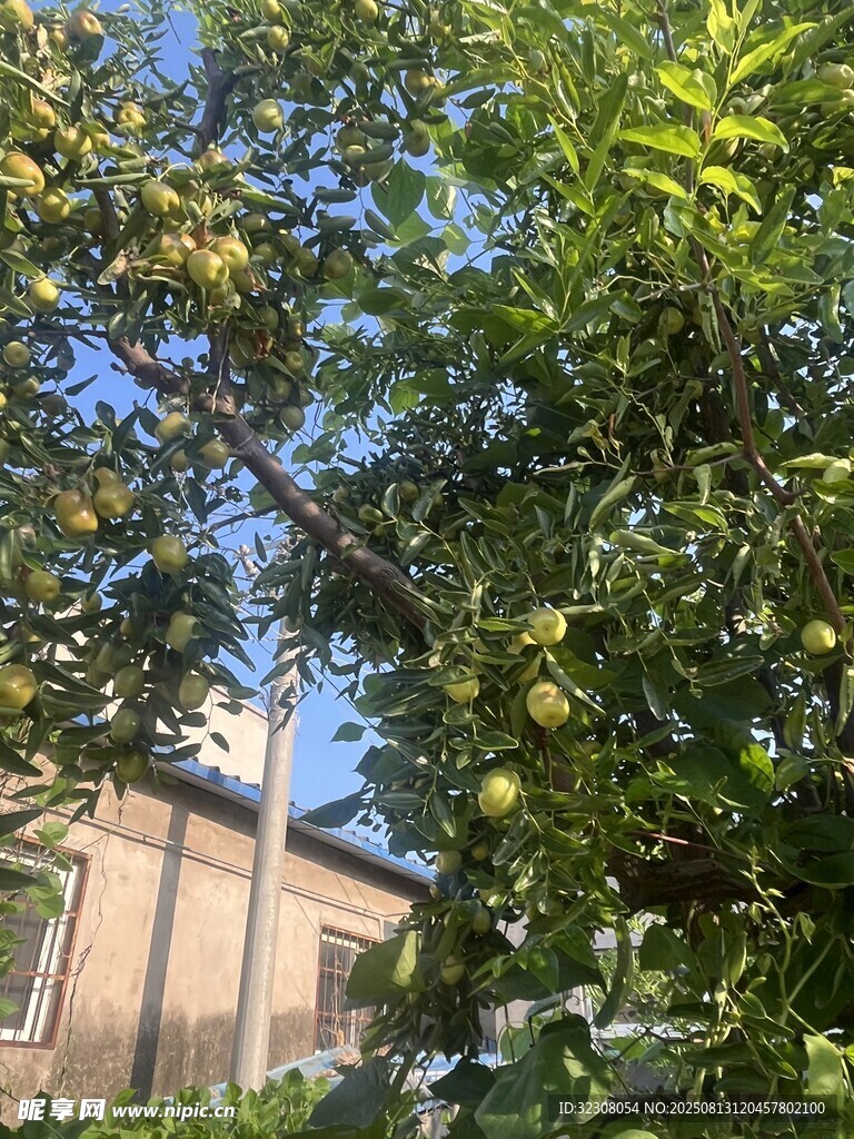 陽光下的繁茂綠樹與建筑