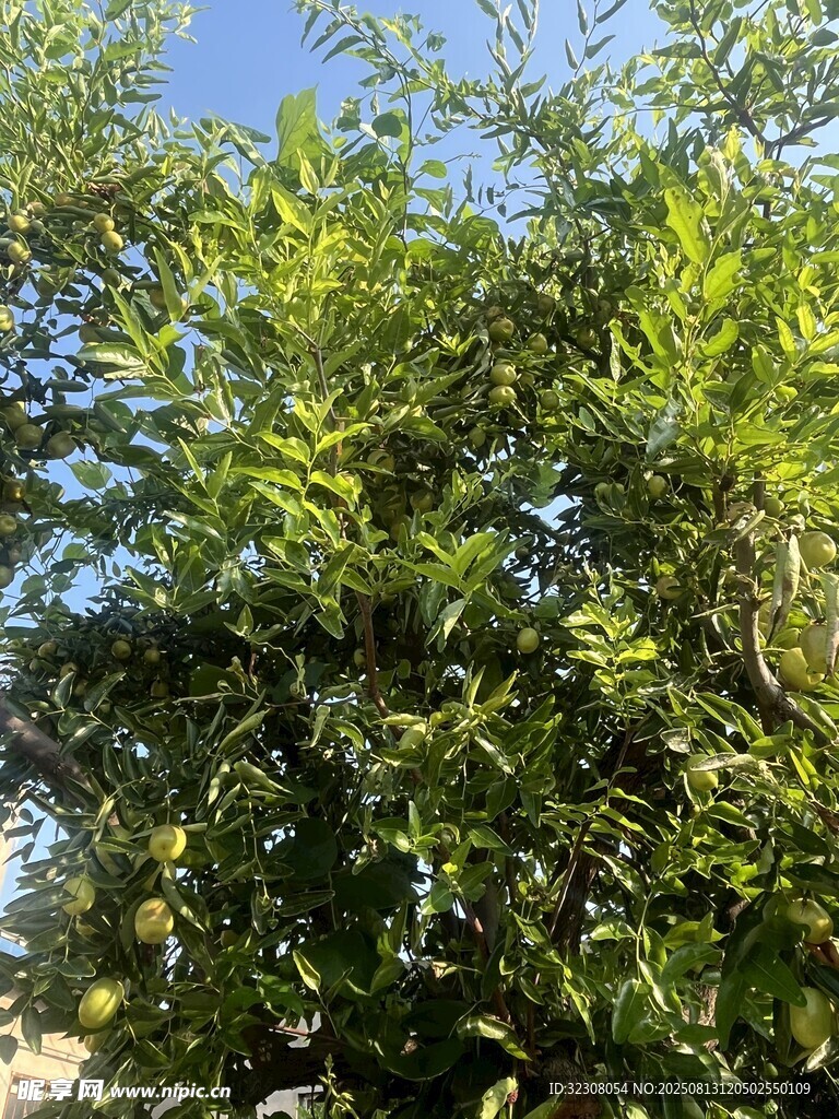 繁茂綠樹