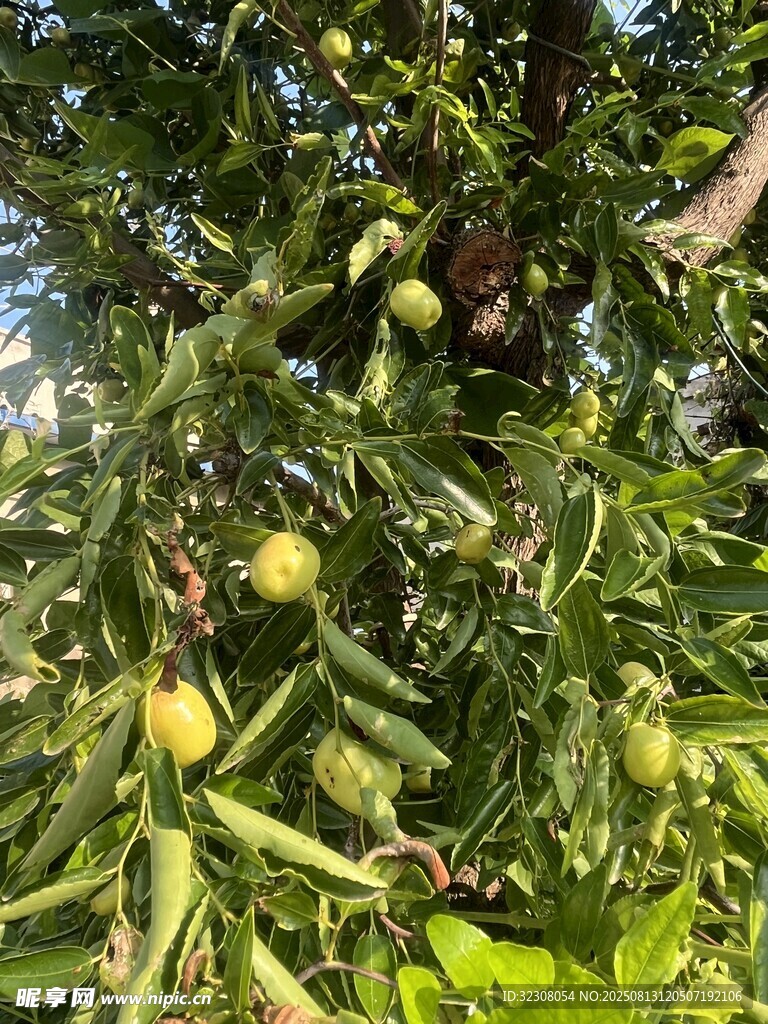 枝頭掛果的繁茂果樹