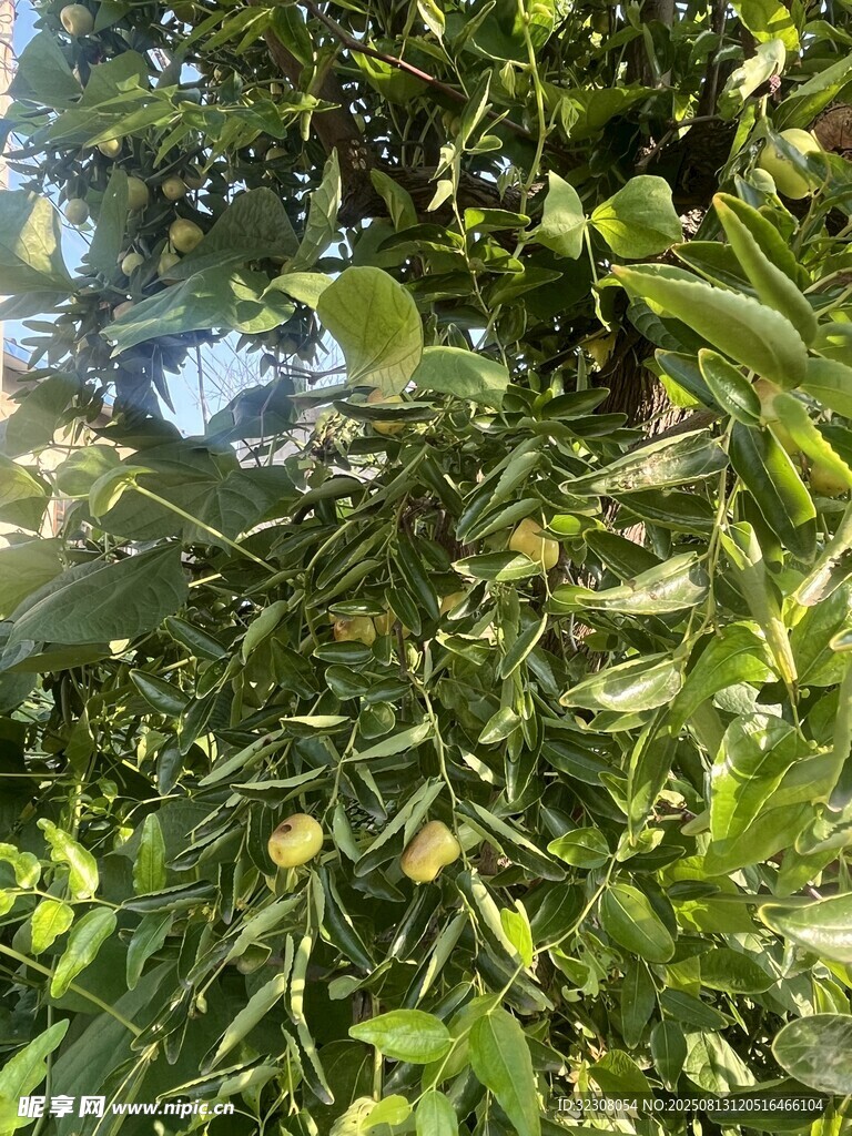 繁茂枝葉間的青果