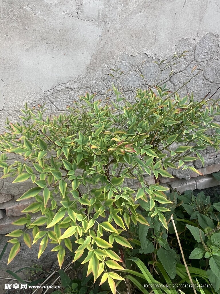 墻邊翠綠植物生機(jī)勃勃