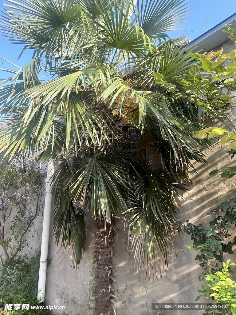 戶外生長的高大棕櫚樹