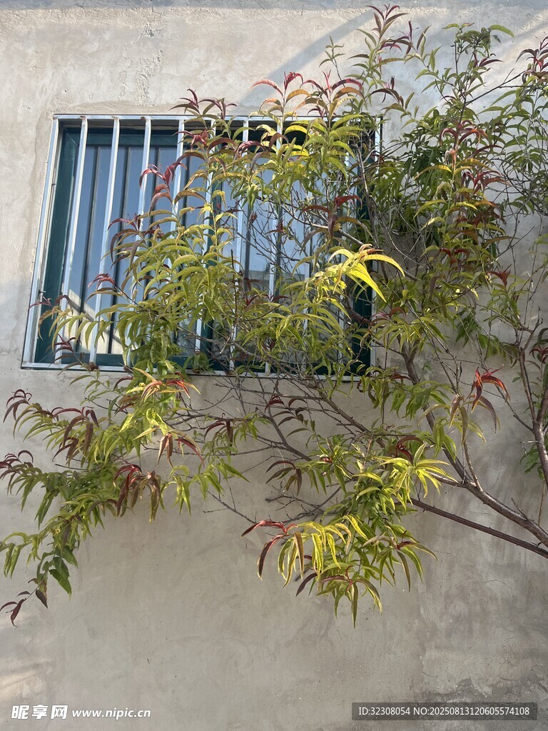 窗邊綠植生機(jī)盎然