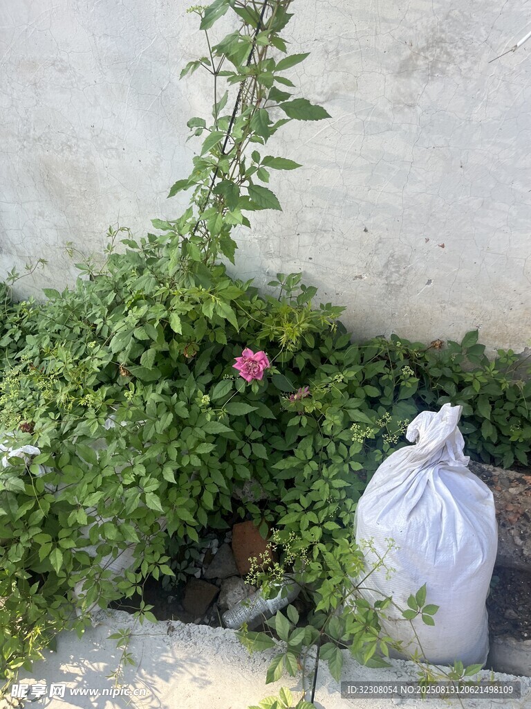 墻邊綠植與白色袋子