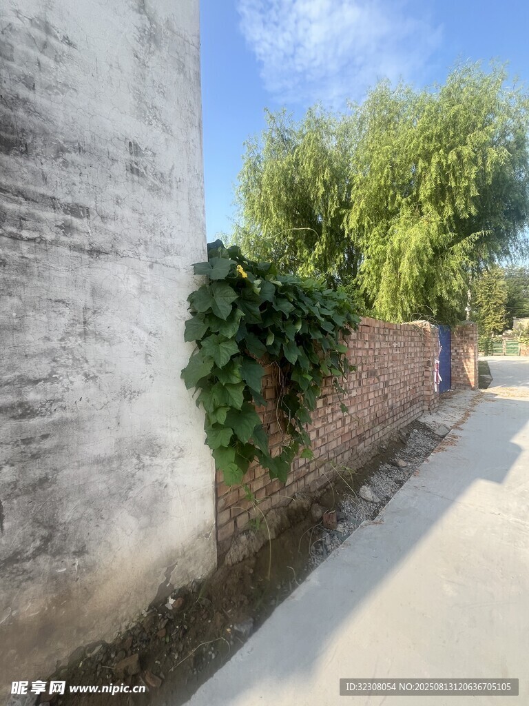 墻邊綠植伴小道