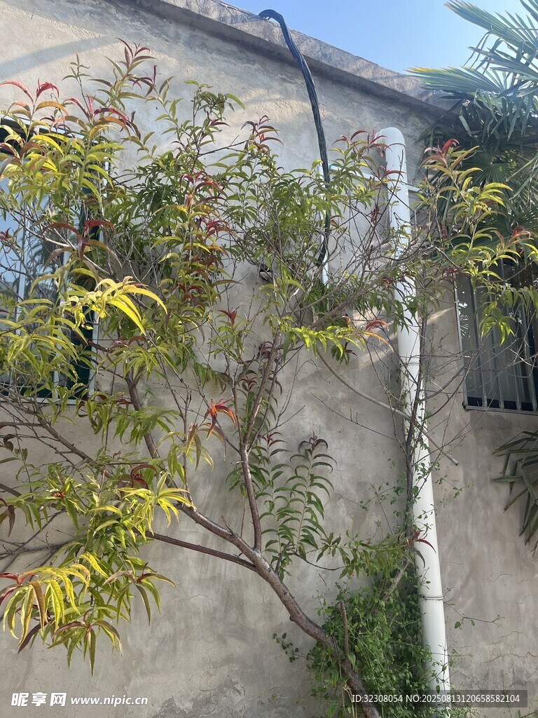 墻邊綠植 