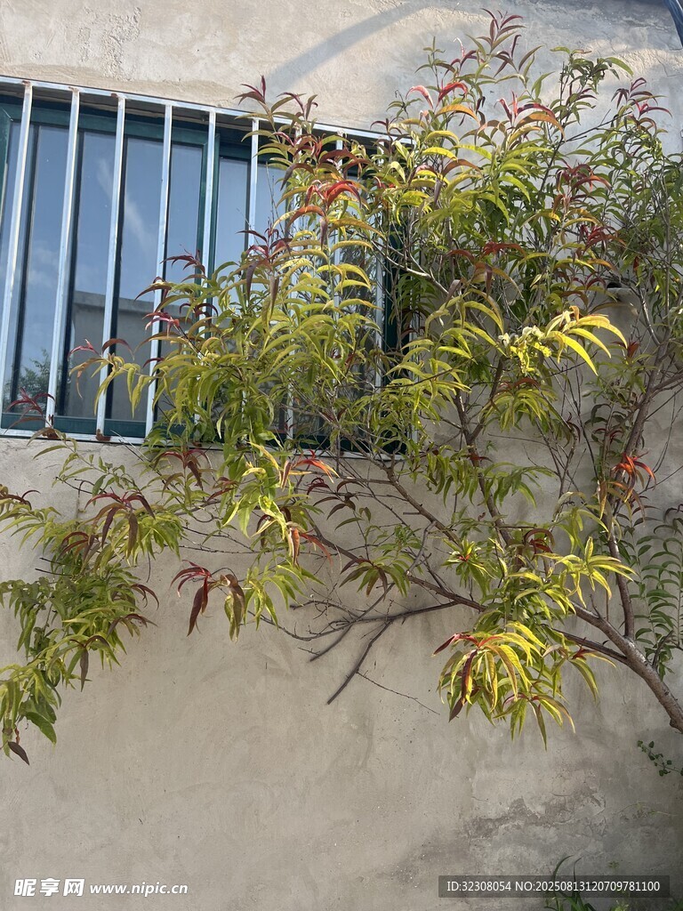 窗邊綠植生機盎然
