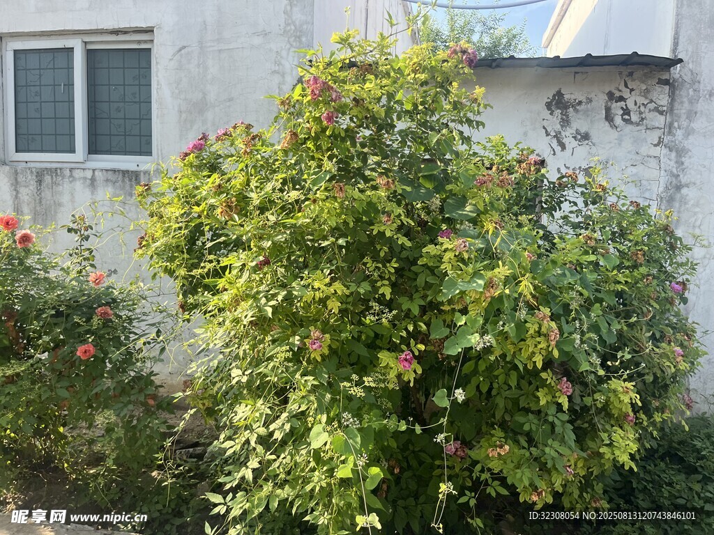 墻邊綠植 
