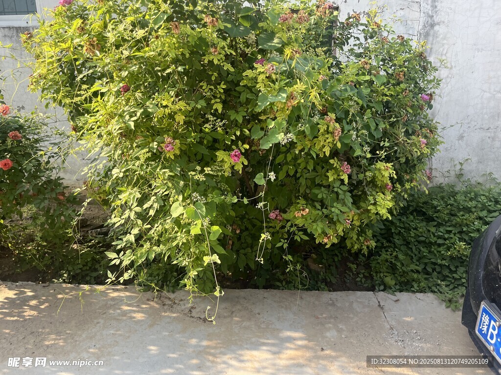 路邊繁茂綠植