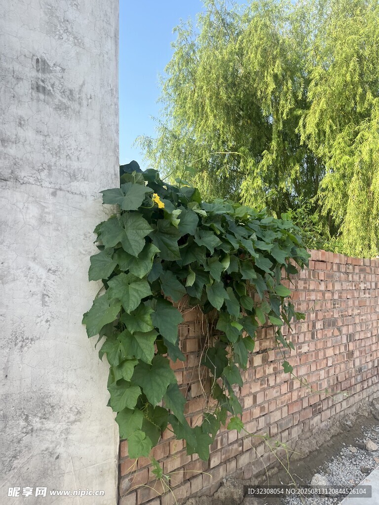 墻上藤蔓綠意盎然