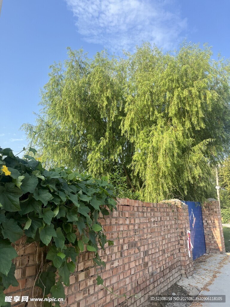 磚墻旁綠意盎然的樹木