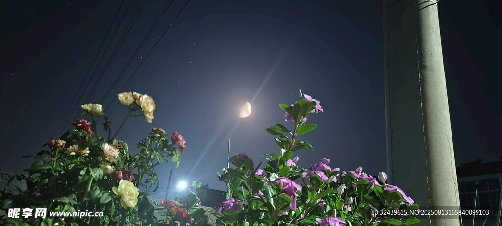 夜幕下綻放的多彩花卉