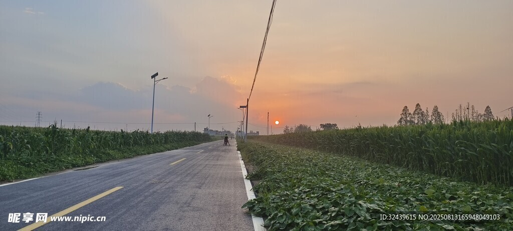 夕陽下路旁綠意盎然的田野