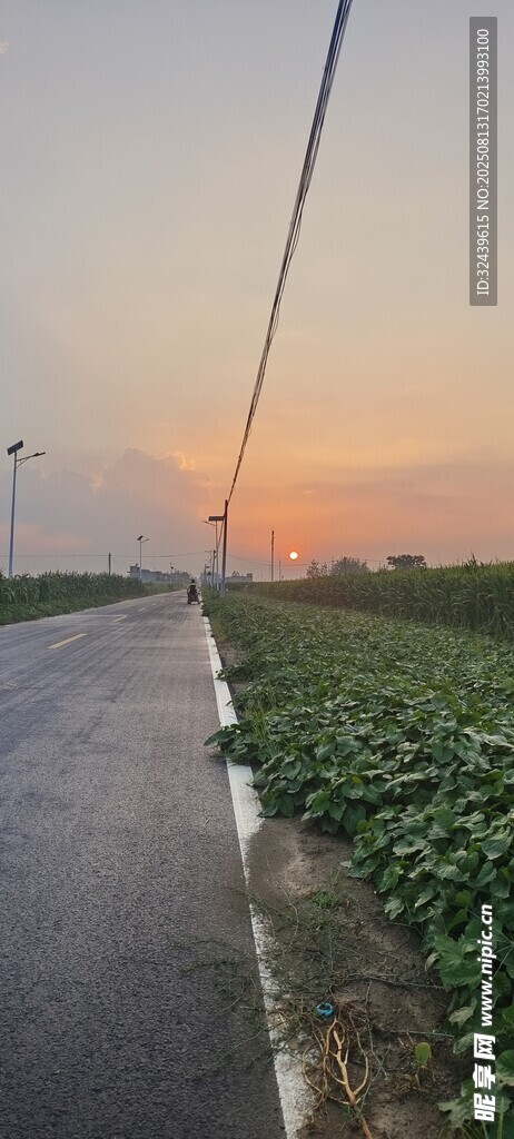 夕陽下路旁綠意盎然的田野