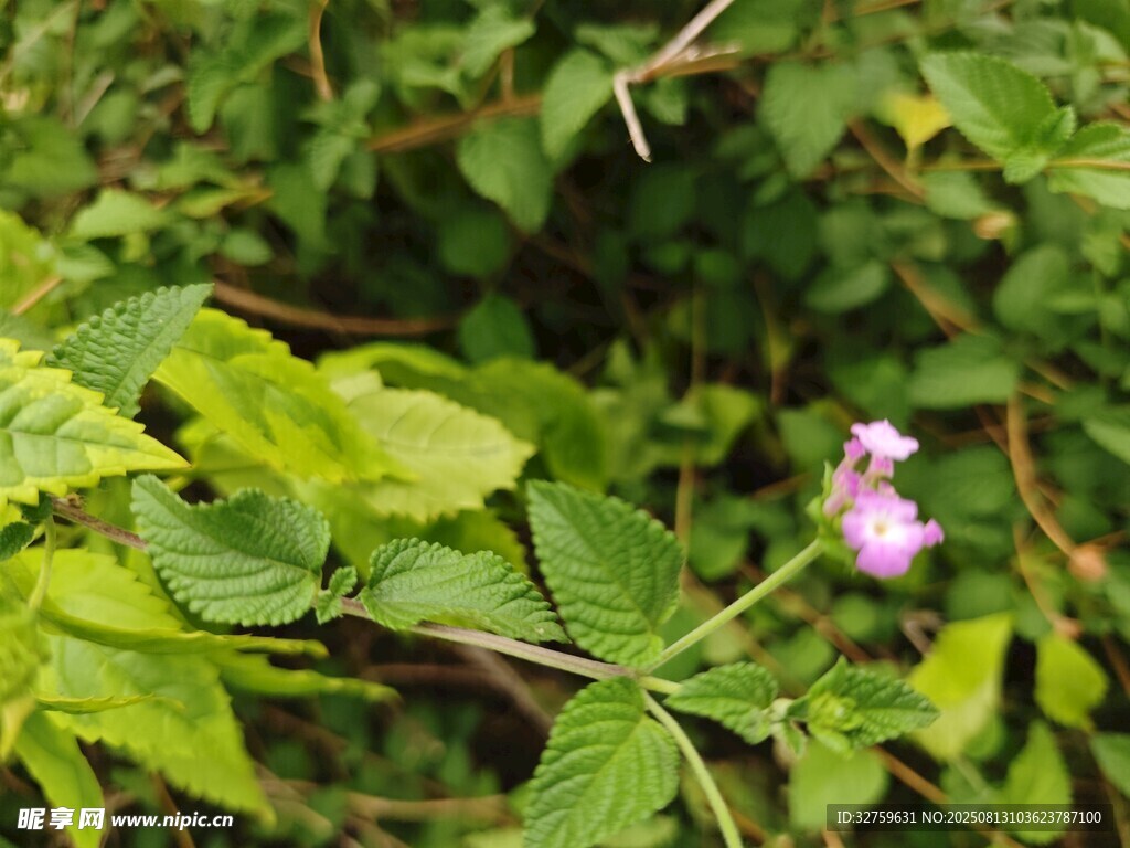 綠葉叢中的嬌艷小紫花