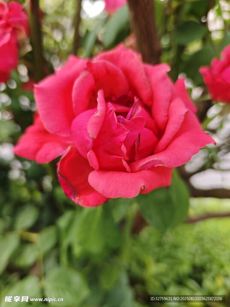 嬌艷紅玫瑰綻放