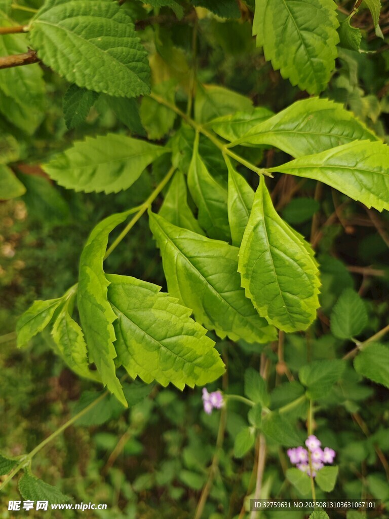 翠綠葉片間的嬌嫩小花