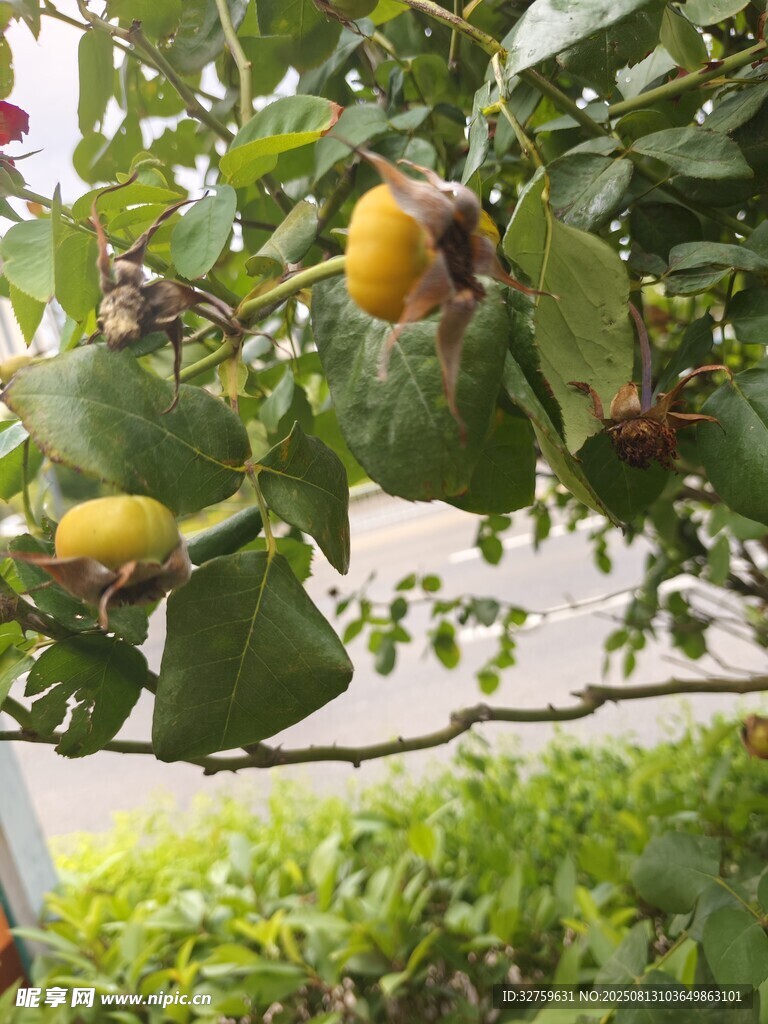 枝頭掛果的繁茂綠植