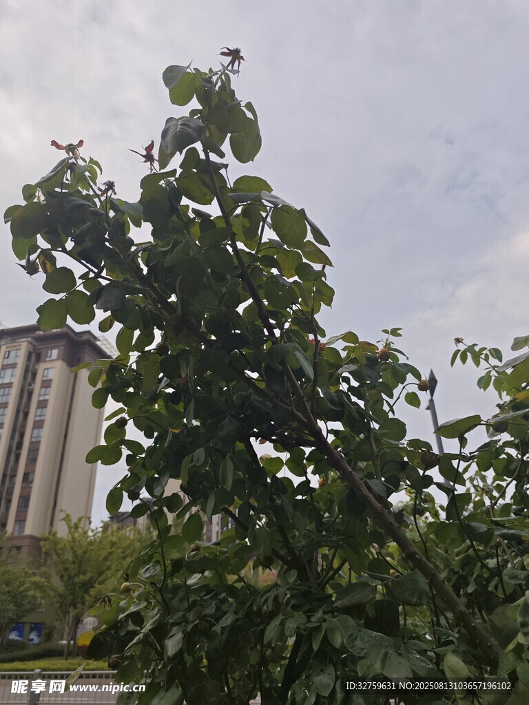 綠樹掩映下的高樓
