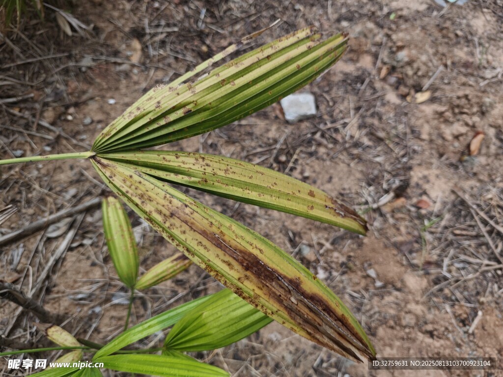 斑駁葉片特寫