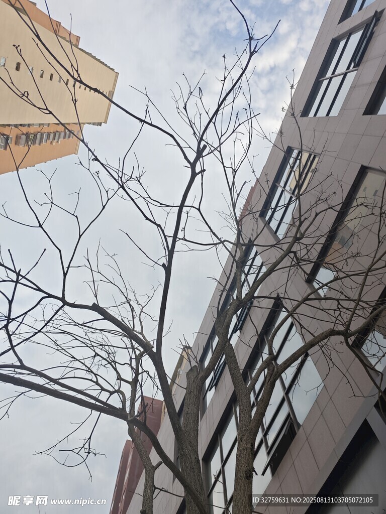 城市中光禿樹(shù)枝與高樓