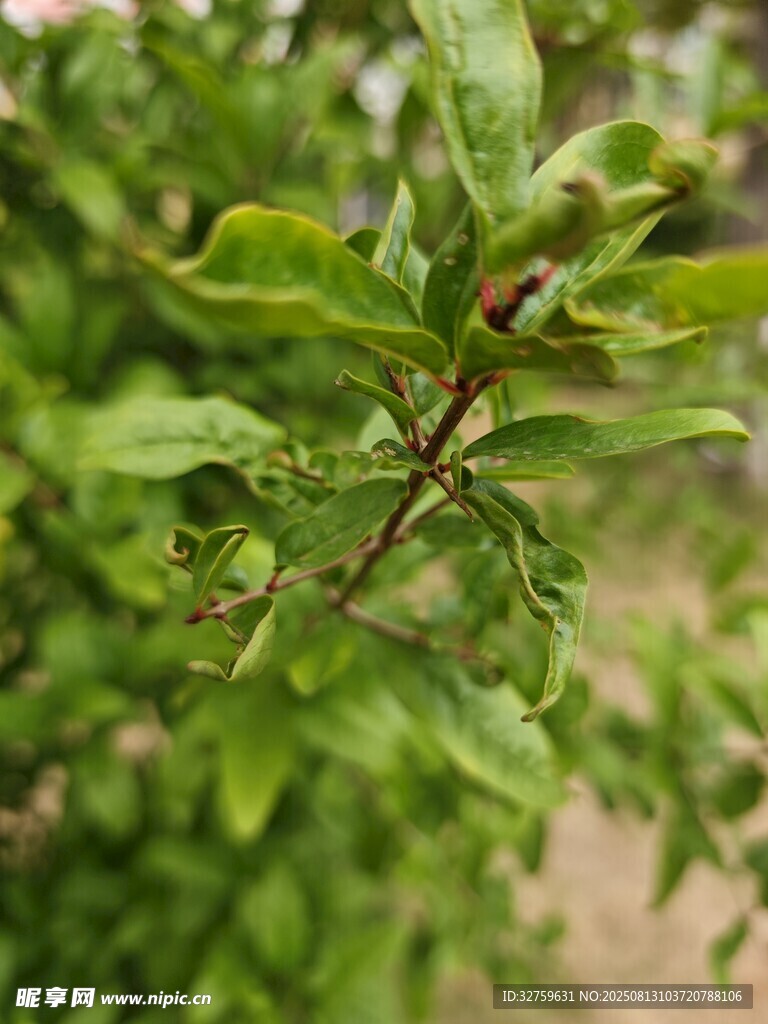 翠綠枝葉特寫