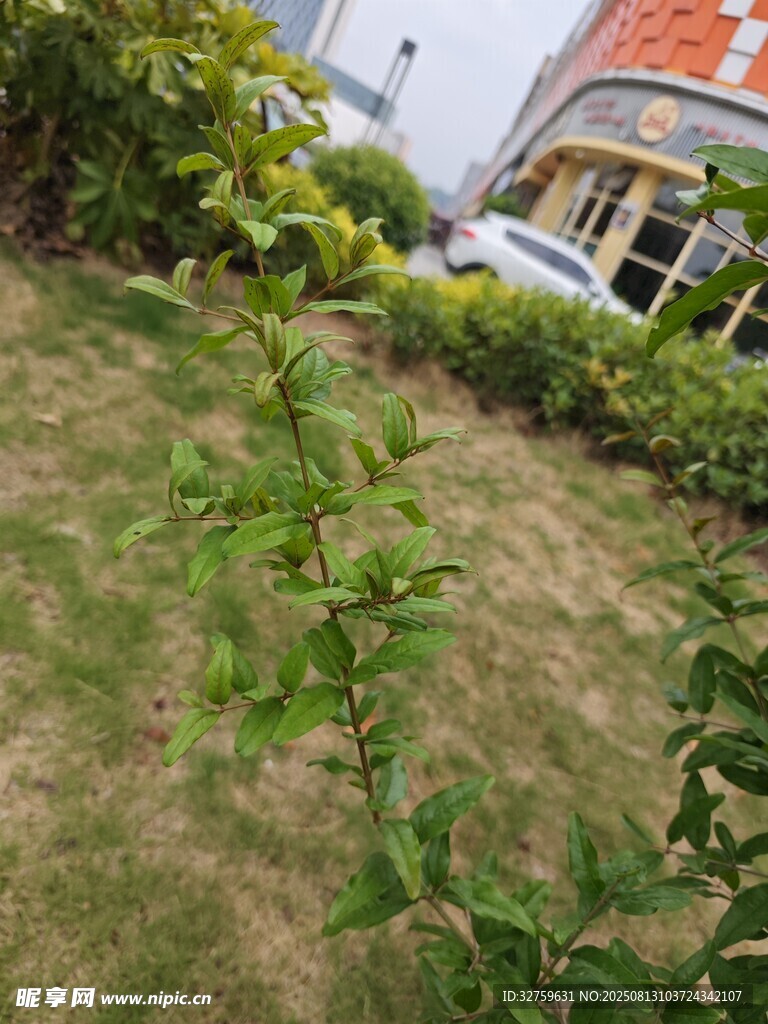 庭院綠植景觀一角