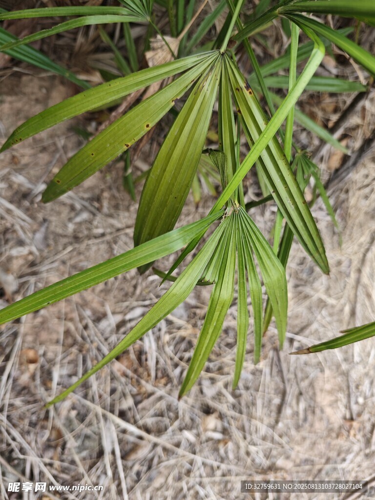 地面上的嫩綠棕櫚葉