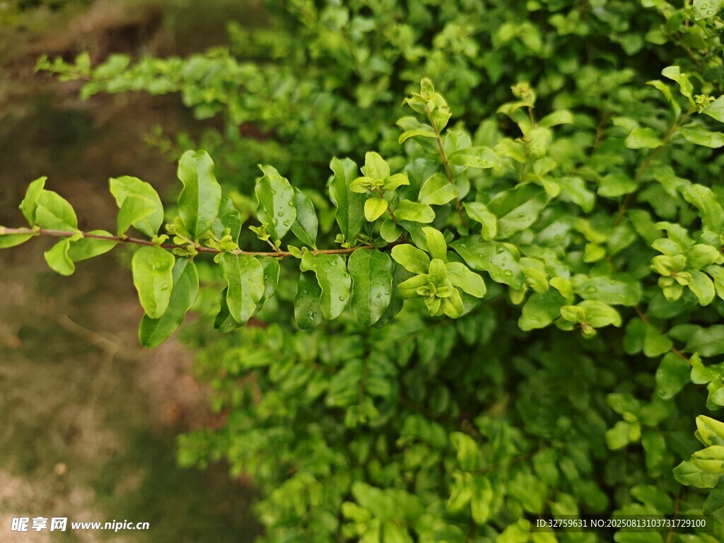 翠綠繁茂的灌木叢枝葉
