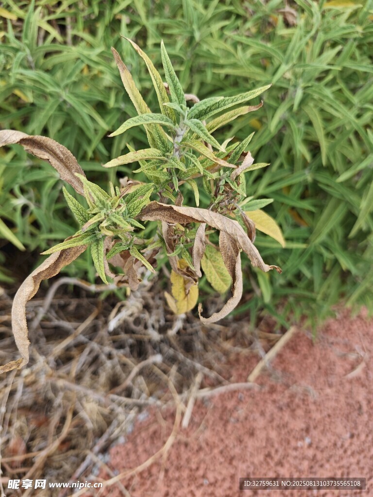枯萎植物特寫